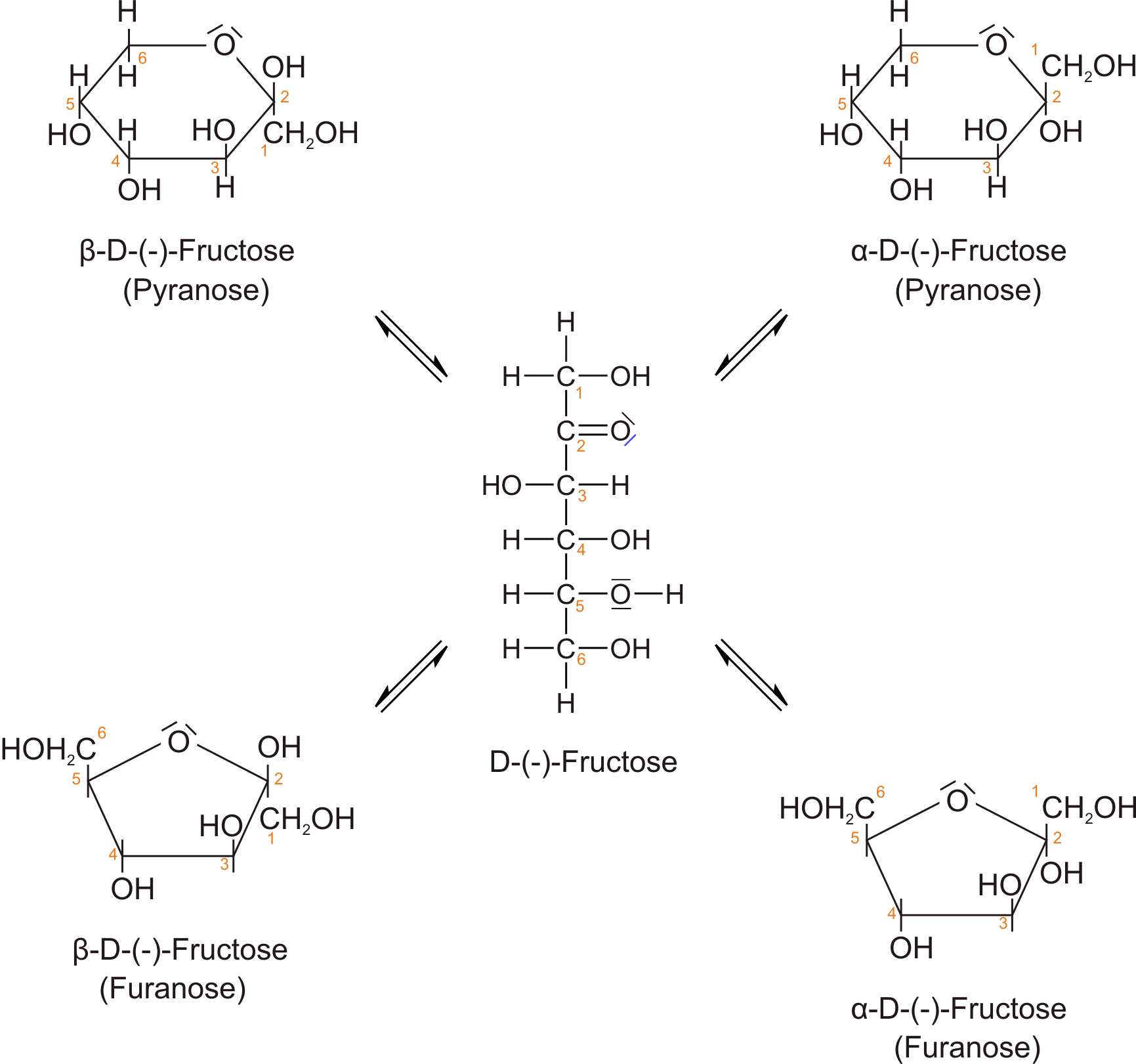 Alle anomere Fructose-Moleküle in Fischer- und Haworth-Projektion