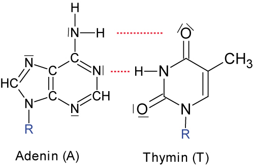 10-ta-adenin-und-thymin
