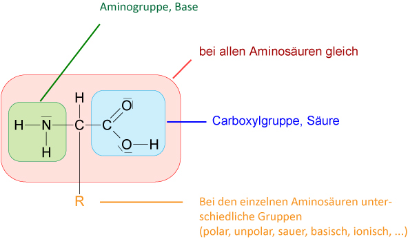 05-01-03-ta-aminosaeure-allgemein