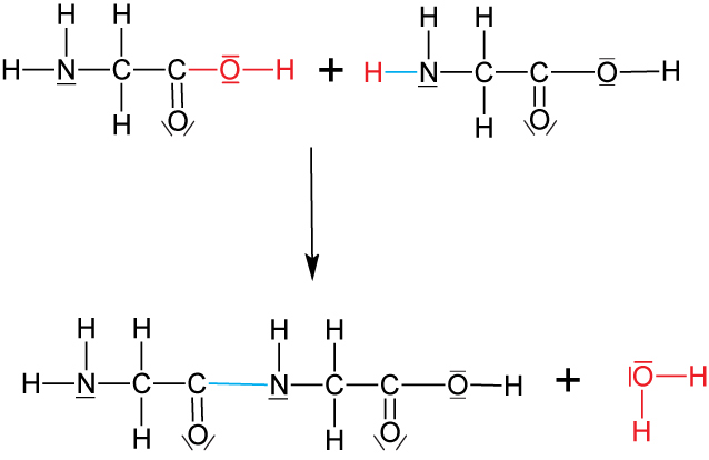 05-02-01-ta-dipeptid-aus-2-glycin-as